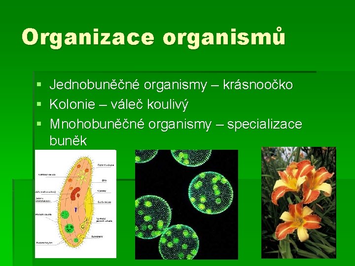 Organizace organismů § Jednobuněčné organismy – krásnoočko § Kolonie – váleč koulivý § Mnohobuněčné