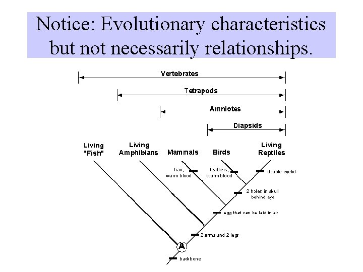 Notice: Evolutionary characteristics but not necessarily relationships. 