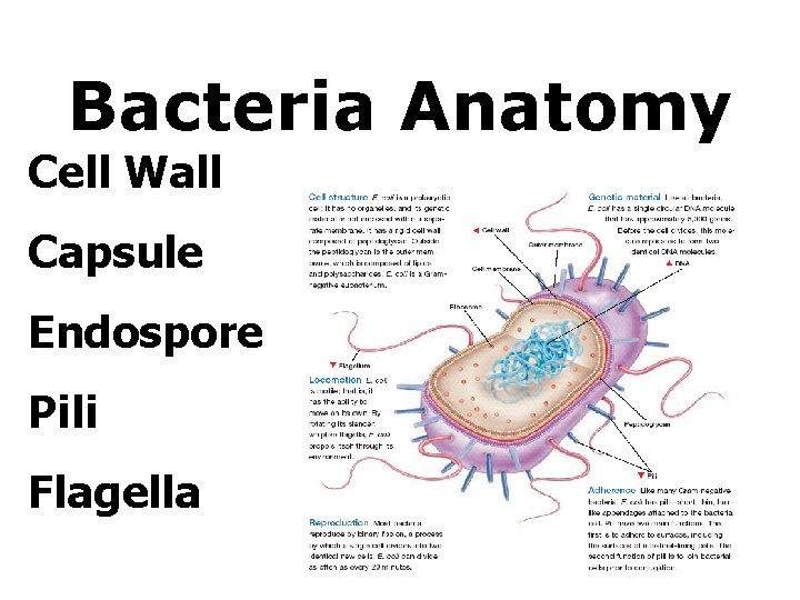 Bacteria Anatomy Cell Wall Capsule Endospore Pili Flagella 