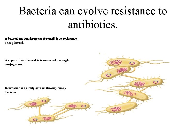 Bacteria can evolve resistance to antibiotics. A bacterium carries genes for antibiotic resistance on