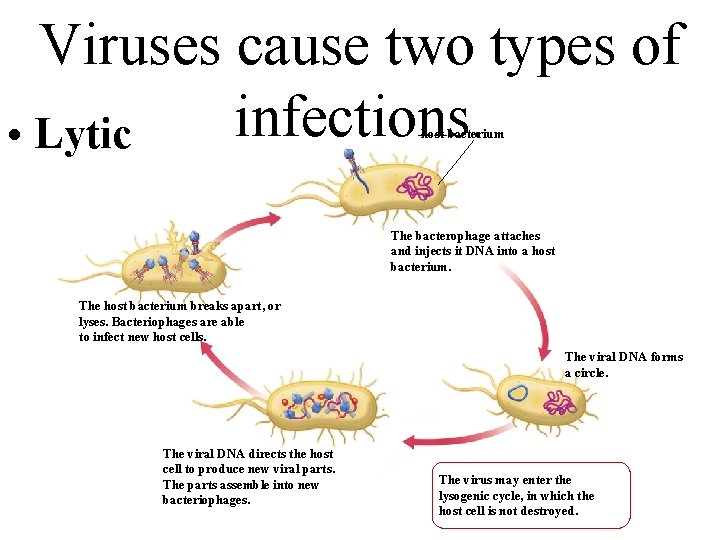 Viruses cause two types of infections. • Lytic host bacterium The bacterophage attaches and