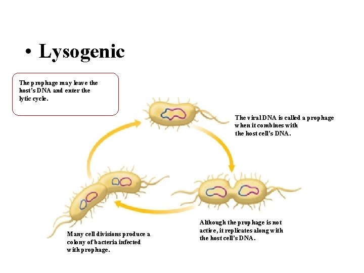  • Lysogenic The prophage may leave the host’s DNA and enter the lytic