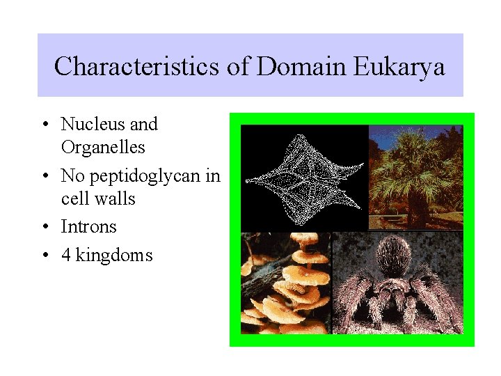 Characteristics of Domain Eukarya • Nucleus and Organelles • No peptidoglycan in cell walls