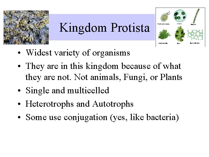 Kingdom Protista • Widest variety of organisms • They are in this kingdom because