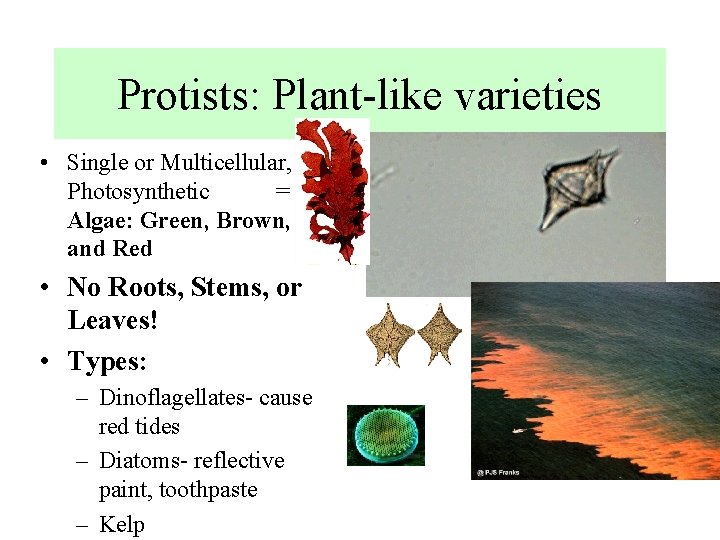 Protists: Plant-like varieties • Single or Multicellular, Photosynthetic = Algae: Green, Brown, and Red