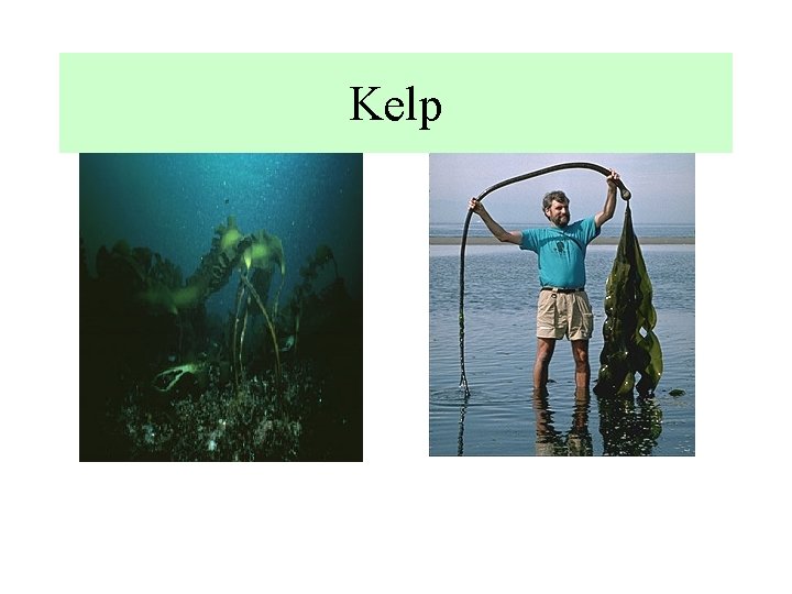 Kelp 