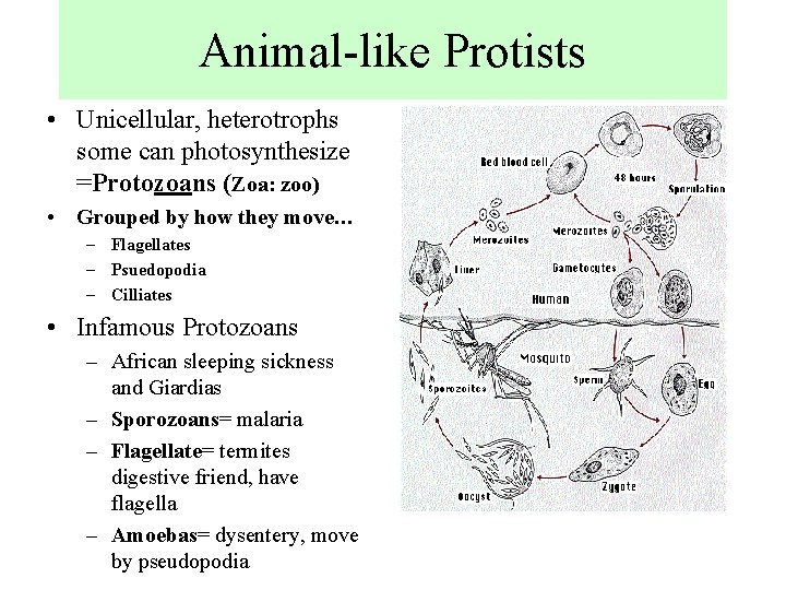 Animal-like Protists • Unicellular, heterotrophs some can photosynthesize =Protozoans (Zoa: zoo) • Grouped by