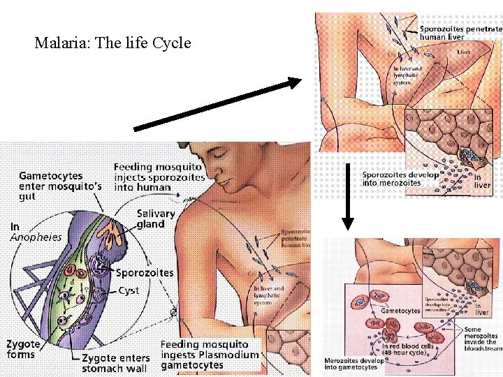 Malaria: The life Cycle 