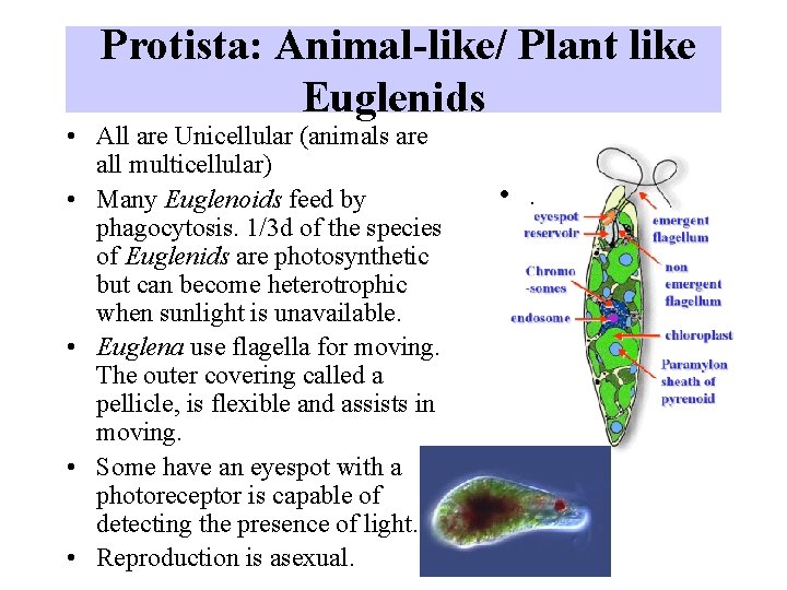 Protista: Animal-like/ Plant like Euglenids • All are Unicellular (animals are all multicellular) •