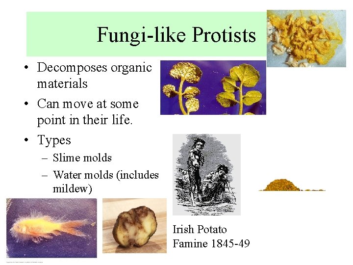 Fungi-like Protists • Decomposes organic materials • Can move at some point in their