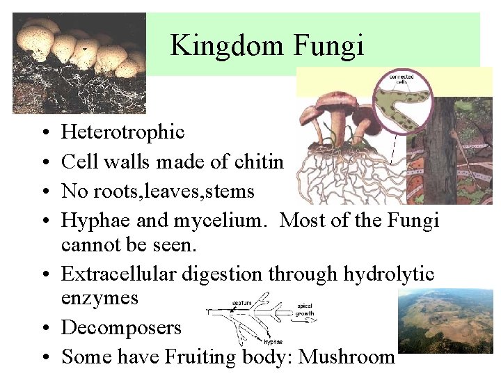 Kingdom Fungi • • Heterotrophic Cell walls made of chitin No roots, leaves, stems