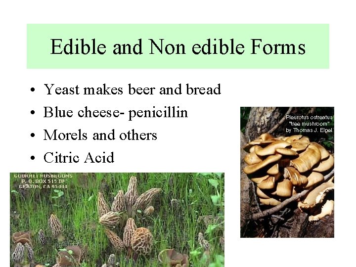 Edible and Non edible Forms • • Yeast makes beer and bread Blue cheese-