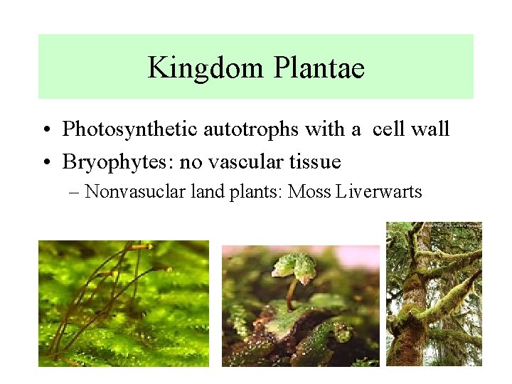 Kingdom Plantae • Photosynthetic autotrophs with a cell wall • Bryophytes: no vascular tissue