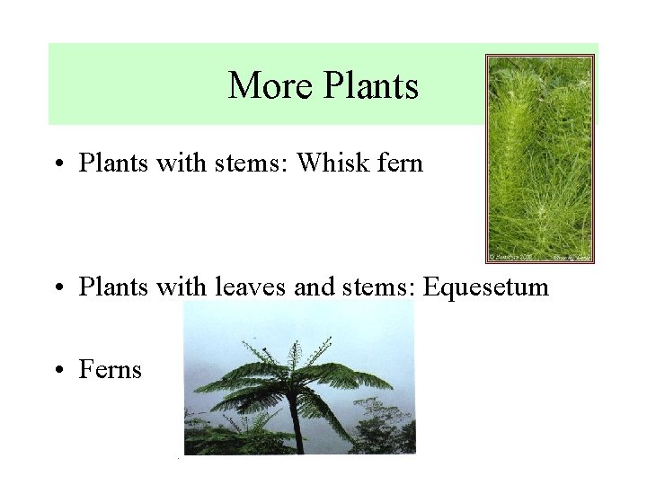 More Plants • Plants with stems: Whisk fern • Plants with leaves and stems: