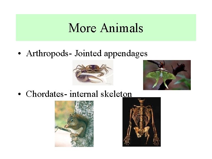 More Animals • Arthropods- Jointed appendages • Chordates- internal skeleton 