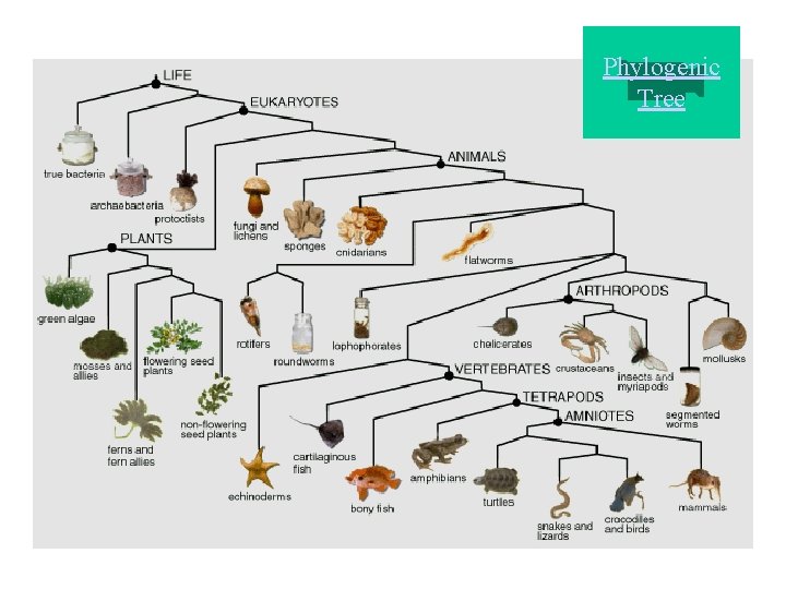 Phylogenic Tree 