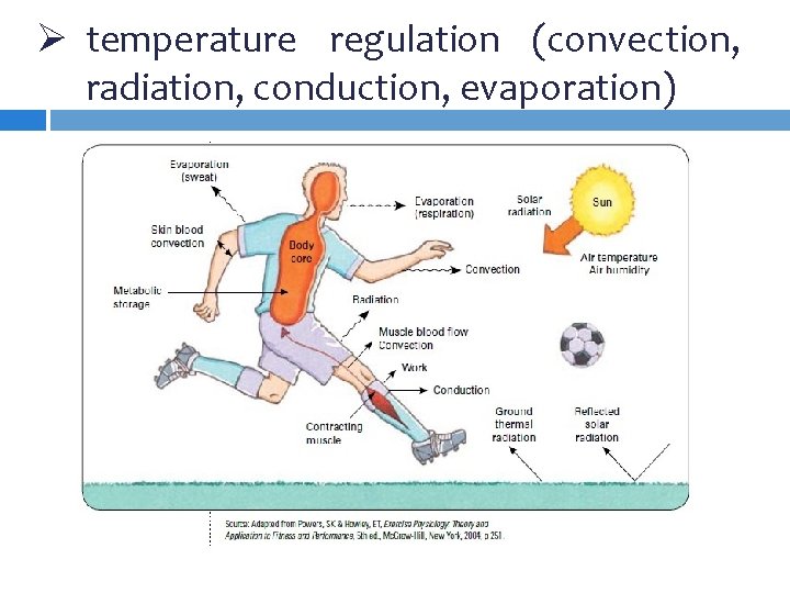 Ø temperature regulation (convection, radiation, conduction, evaporation) Ø temperature regulation (convection, radiation, conduction, evaporation)