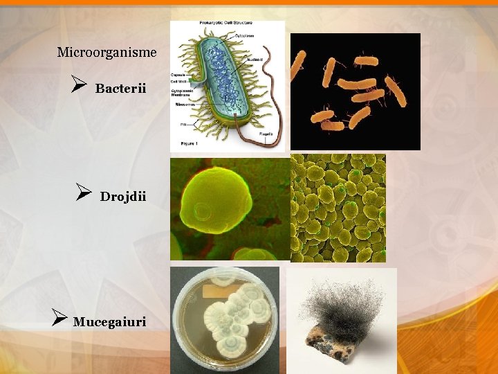 Microorganisme Ø Bacterii Ø Drojdii Ø Mucegaiuri 