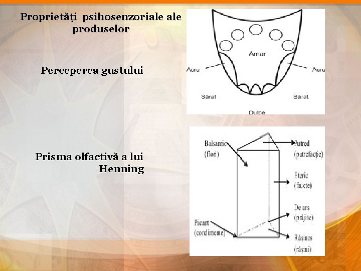 Proprietăţi psihosenzoriale produselor Perceperea gustului Prisma olfactivă a lui Henning 