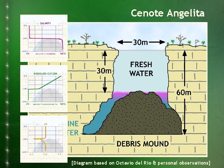 Cenote Angelita [Diagram based on Octavio del Rio & personal observations] 