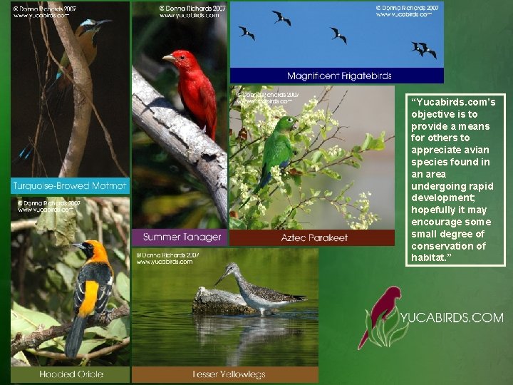 “Yucabirds. com’s objective is to provide a means for others to appreciate avian species