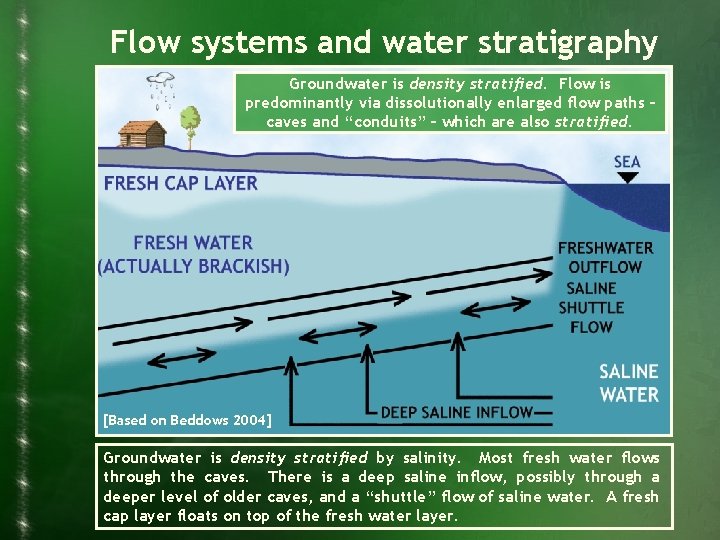 Flow systems and water stratigraphy Groundwater is density stratified. Flow is predominantly via dissolutionally