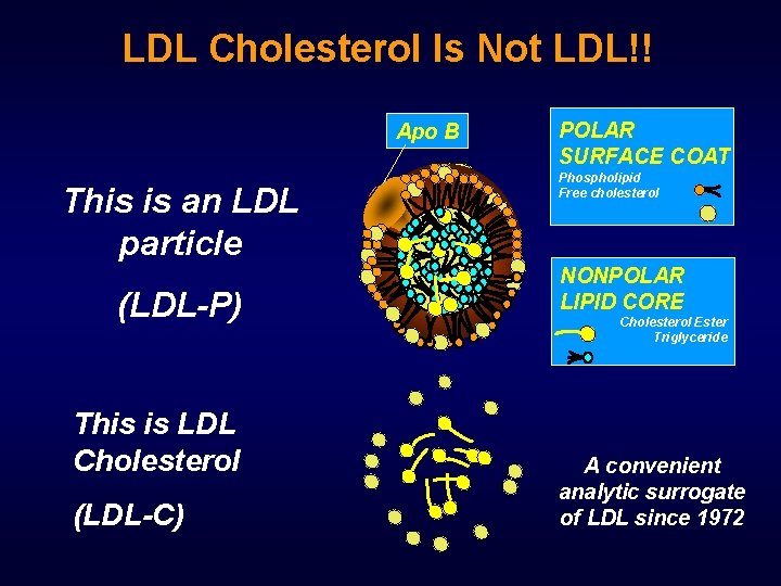 LDL Cholesterol Is Not LDL!! Apo B This is an LDL particle (LDL-P) This