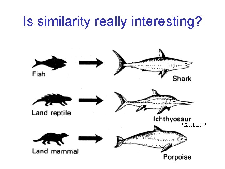 Is similarity really interesting? "fish lizard" Is similarity really interesting? "fish lizard"