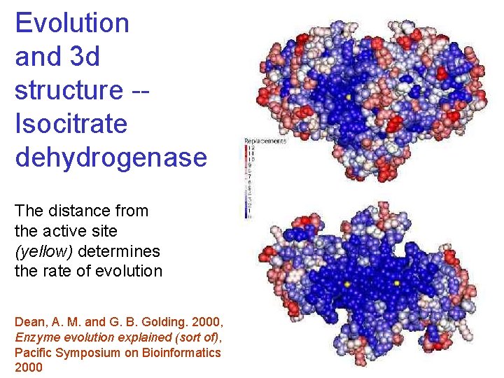 Evolution and 3 d structure -Isocitrate dehydrogenase The distance from the active site (yellow) Evolution and 3 d structure -Isocitrate dehydrogenase The distance from the active site (yellow)
