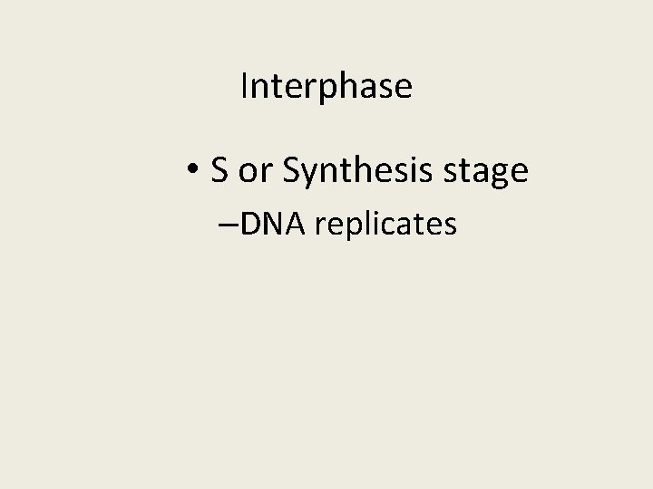 Interphase • S or Synthesis stage –DNA replicates 