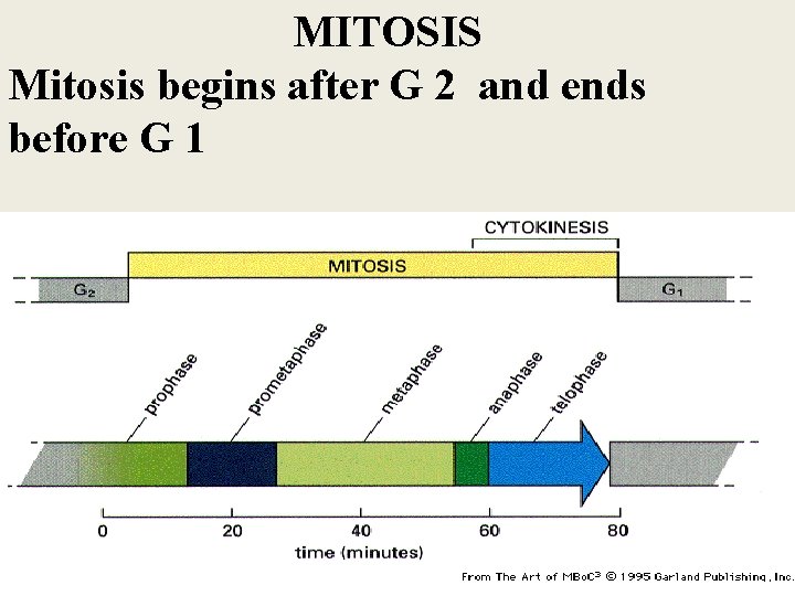 MITOSIS Mitosis begins after G 2 and ends before G 1 