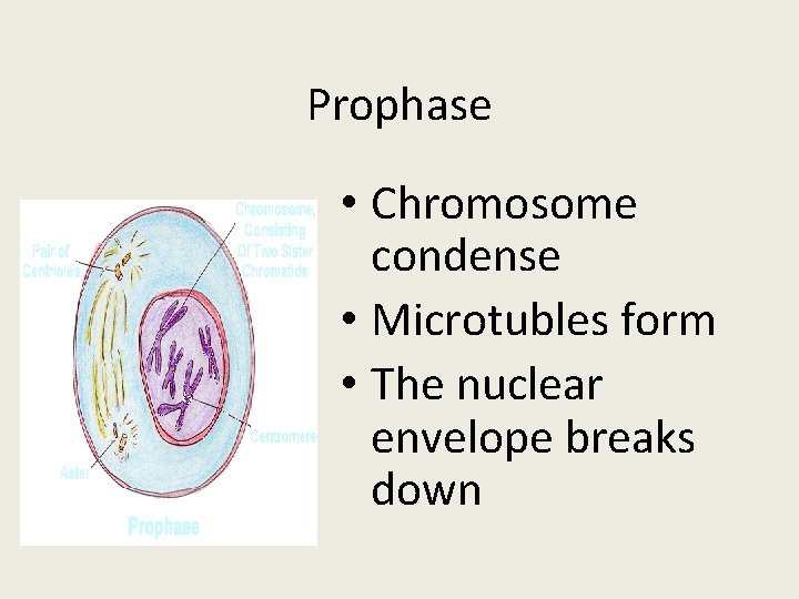 Prophase • Chromosome condense • Microtubles form • The nuclear envelope breaks down 