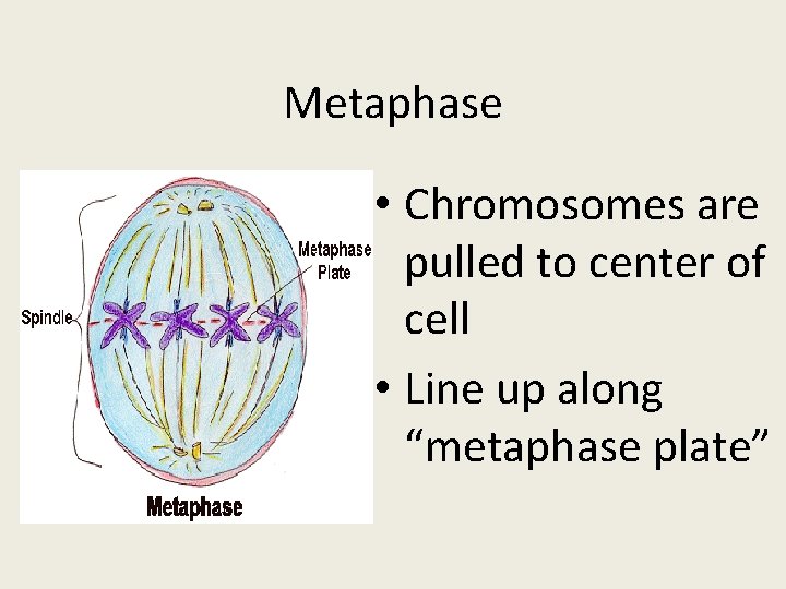 Metaphase • Chromosomes are pulled to center of cell • Line up along “metaphase