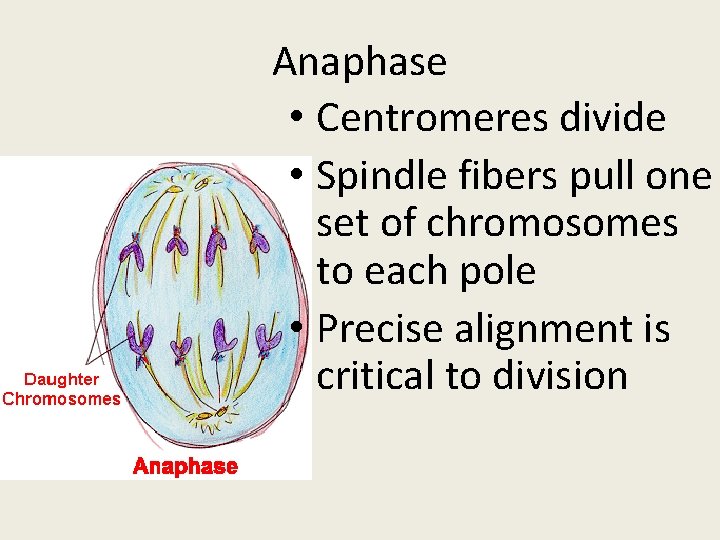 Anaphase • Centromeres divide • Spindle fibers pull one set of chromosomes to each