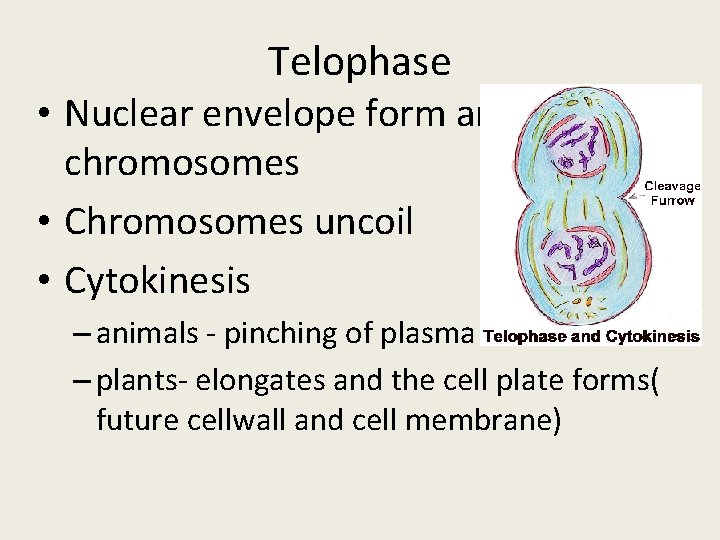 Telophase • Nuclear envelope form around chromosomes • Chromosomes uncoil • Cytokinesis – animals