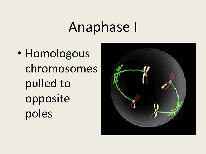 Anaphase I • Homologous chromosomes pulled to opposite poles 