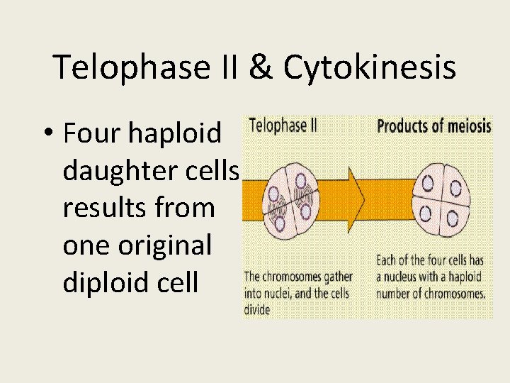 Telophase II & Cytokinesis • Four haploid daughter cells results from one original diploid