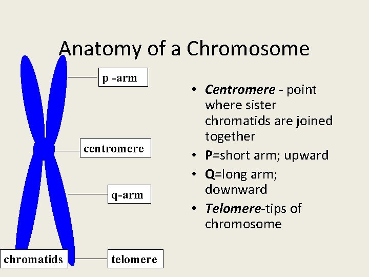 Anatomy of a Chromosome p -arm centromere q-arm chromatids telomere • Centromere - point