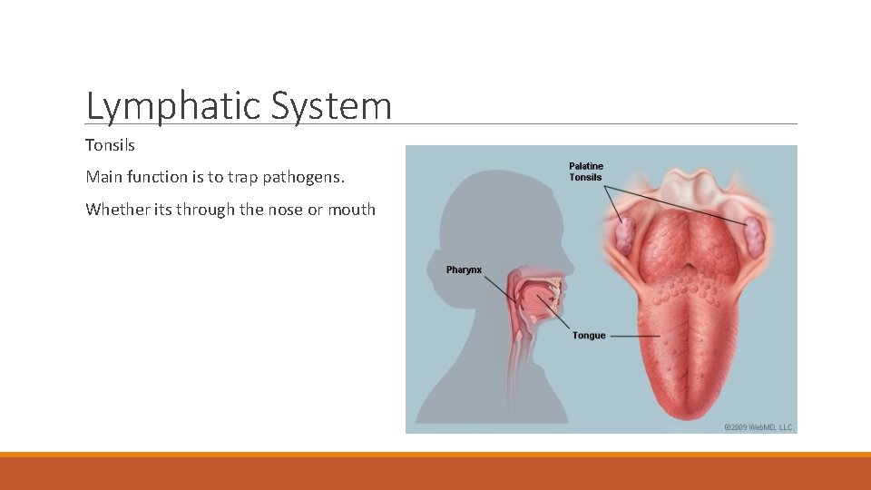 Lymphatic System Tonsils Main function is to trap pathogens. Whether its through the nose