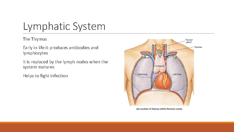 Lymphatic System The Thymus Early in life it produces antibodies and lymphocytes It is