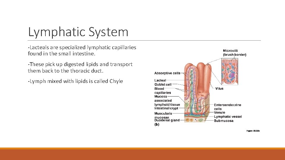Lymphatic System -Lacteals are specialized lymphatic capillaries found in the small intestine. -These pick