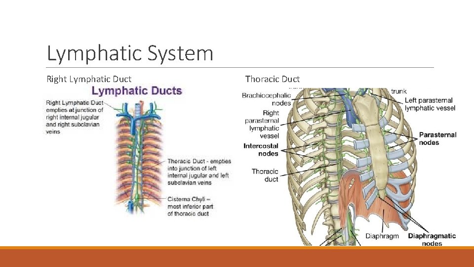 Lymphatic System Right Lymphatic Duct Thoracic Duct 