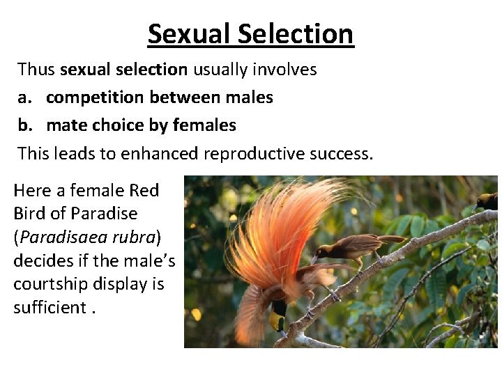 Sexual Selection Thus sexual selection usually involves a. competition between males b. mate choice