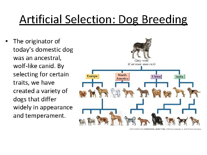 Artificial Selection: Dog Breeding • The originator of today’s domestic dog was an ancestral,