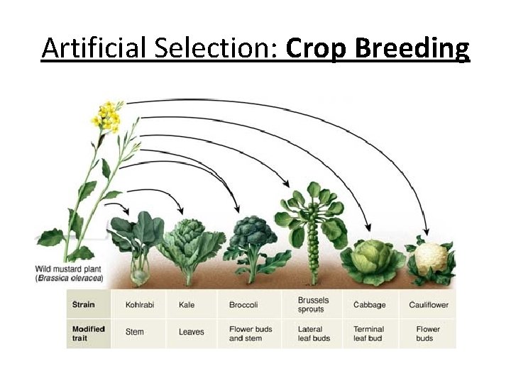 Artificial Selection: Crop Breeding 