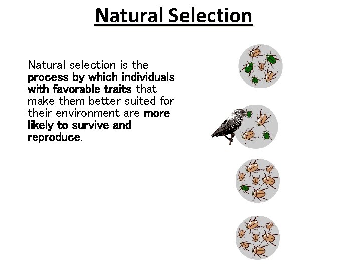 Natural Selection Natural selection is the process by which individuals with favorable traits that