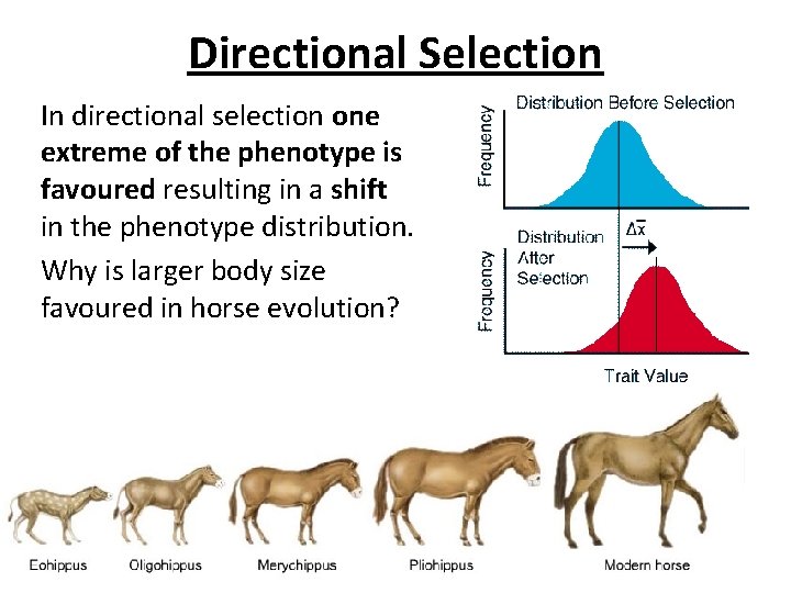 Directional Selection In directional selection one extreme of the phenotype is favoured resulting in