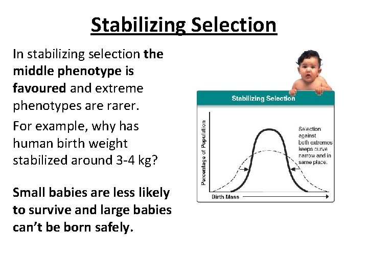 Stabilizing Selection In stabilizing selection the middle phenotype is favoured and extreme phenotypes are