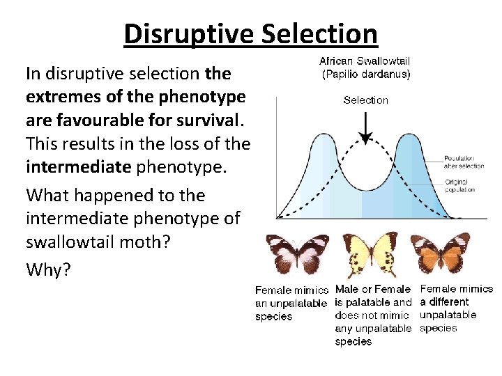 Disruptive Selection In disruptive selection the extremes of the phenotype are favourable for survival.