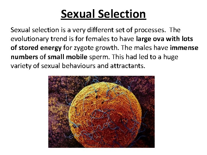 Sexual Selection Sexual selection is a very different set of processes. The evolutionary trend